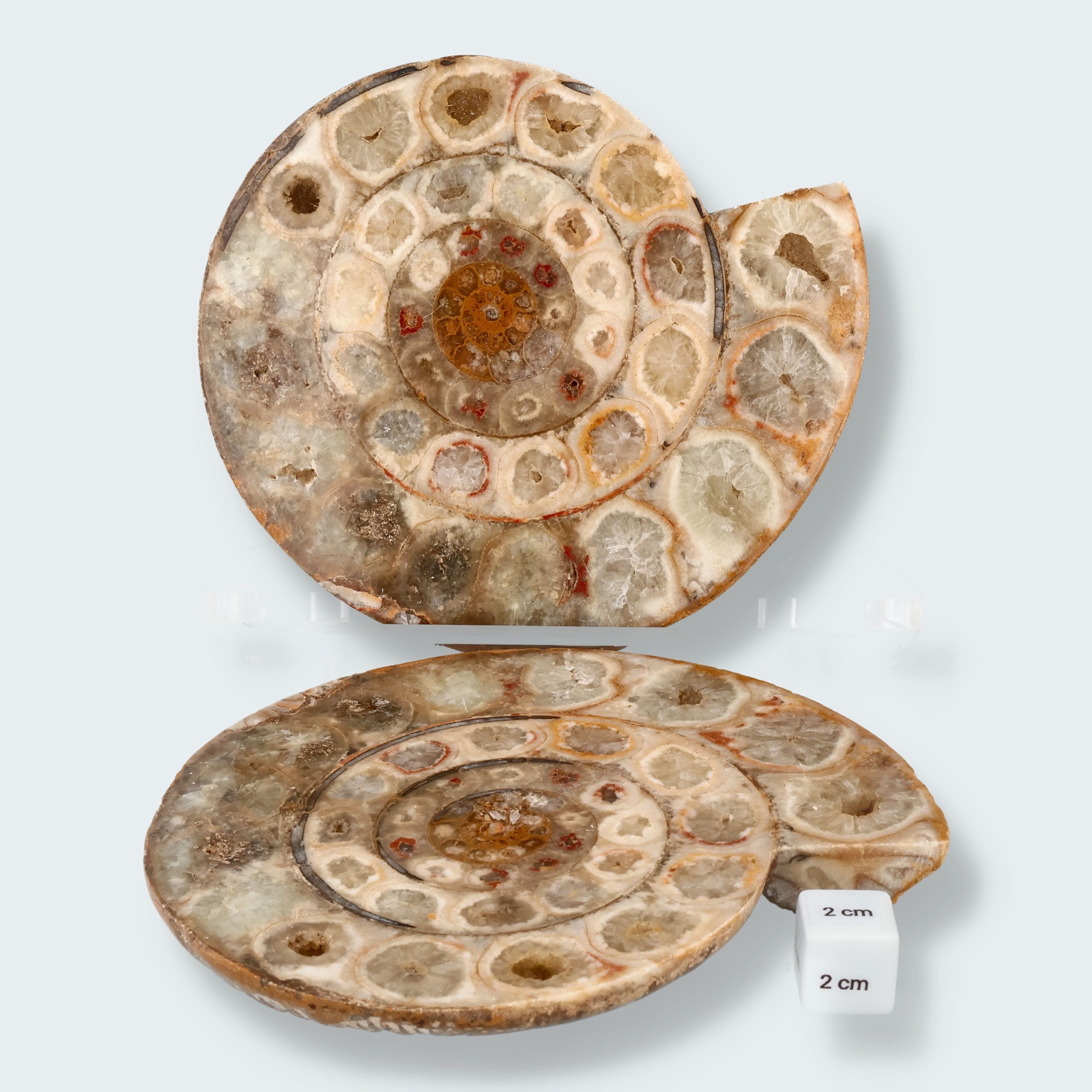 Ammonitenpaar aus Madagaskar (1367g) – Ansicht 2