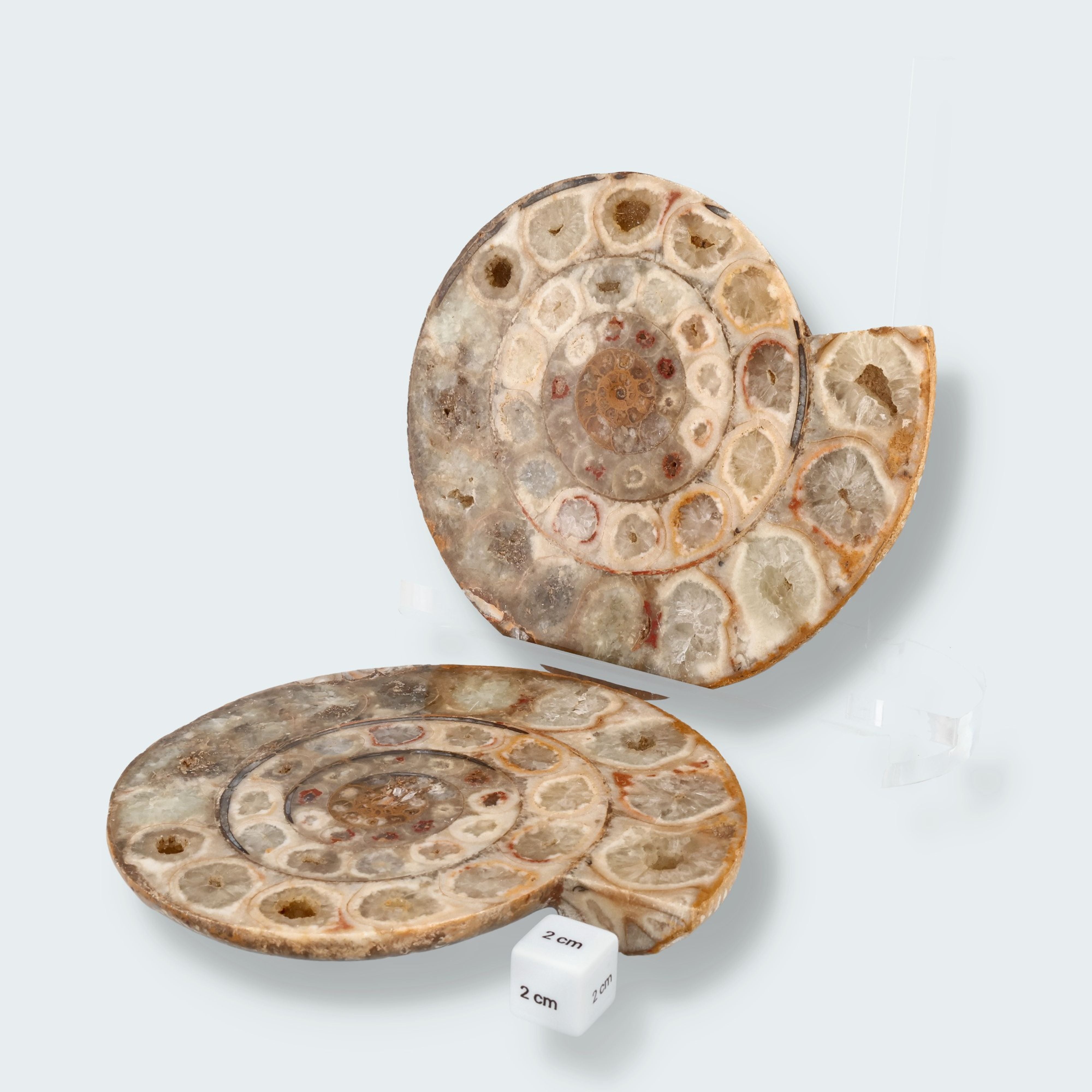Ammonitenpaar aus Madagaskar (1367g) – Ansicht 3