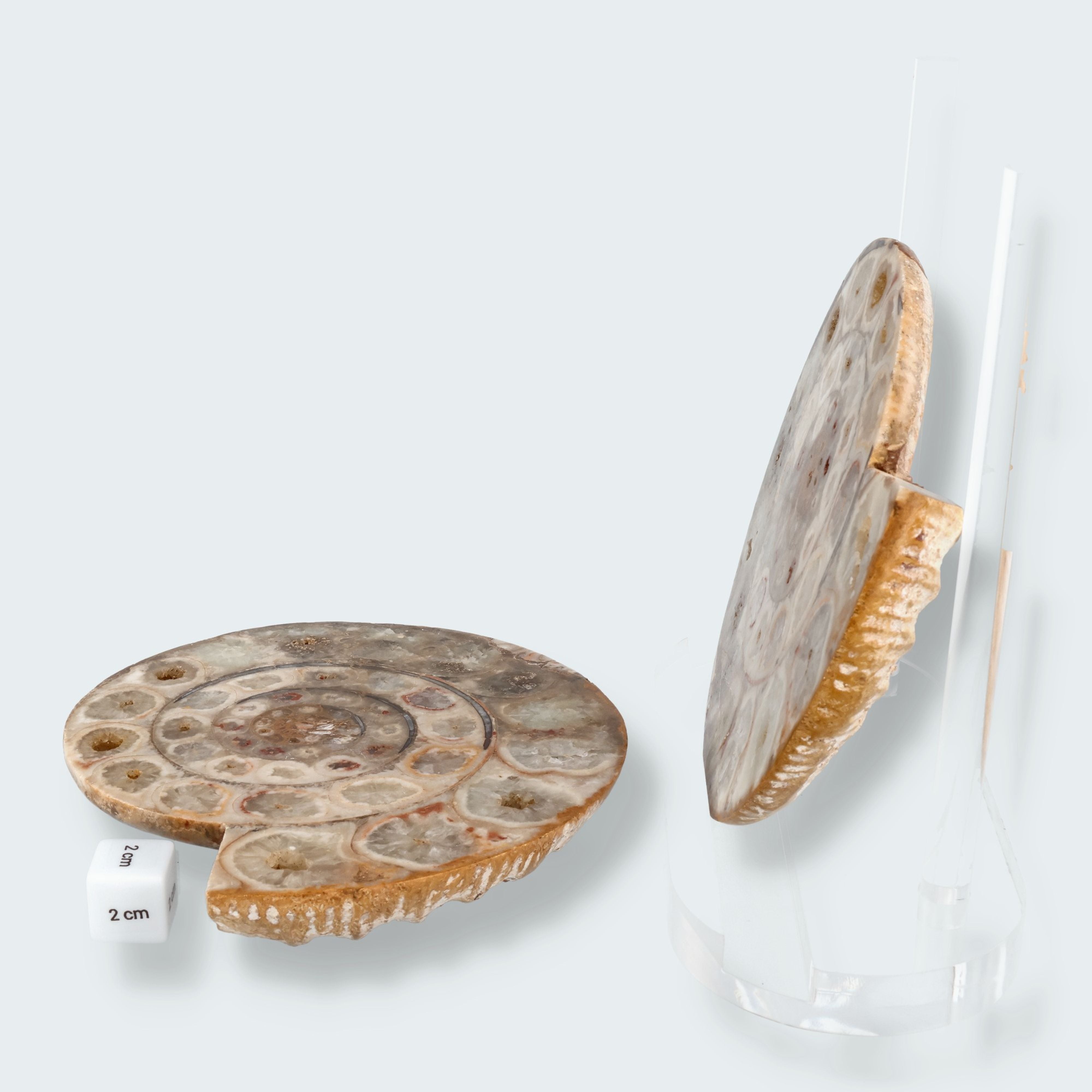 Ammonitenpaar aus Madagaskar (1367g) – Ansicht 4