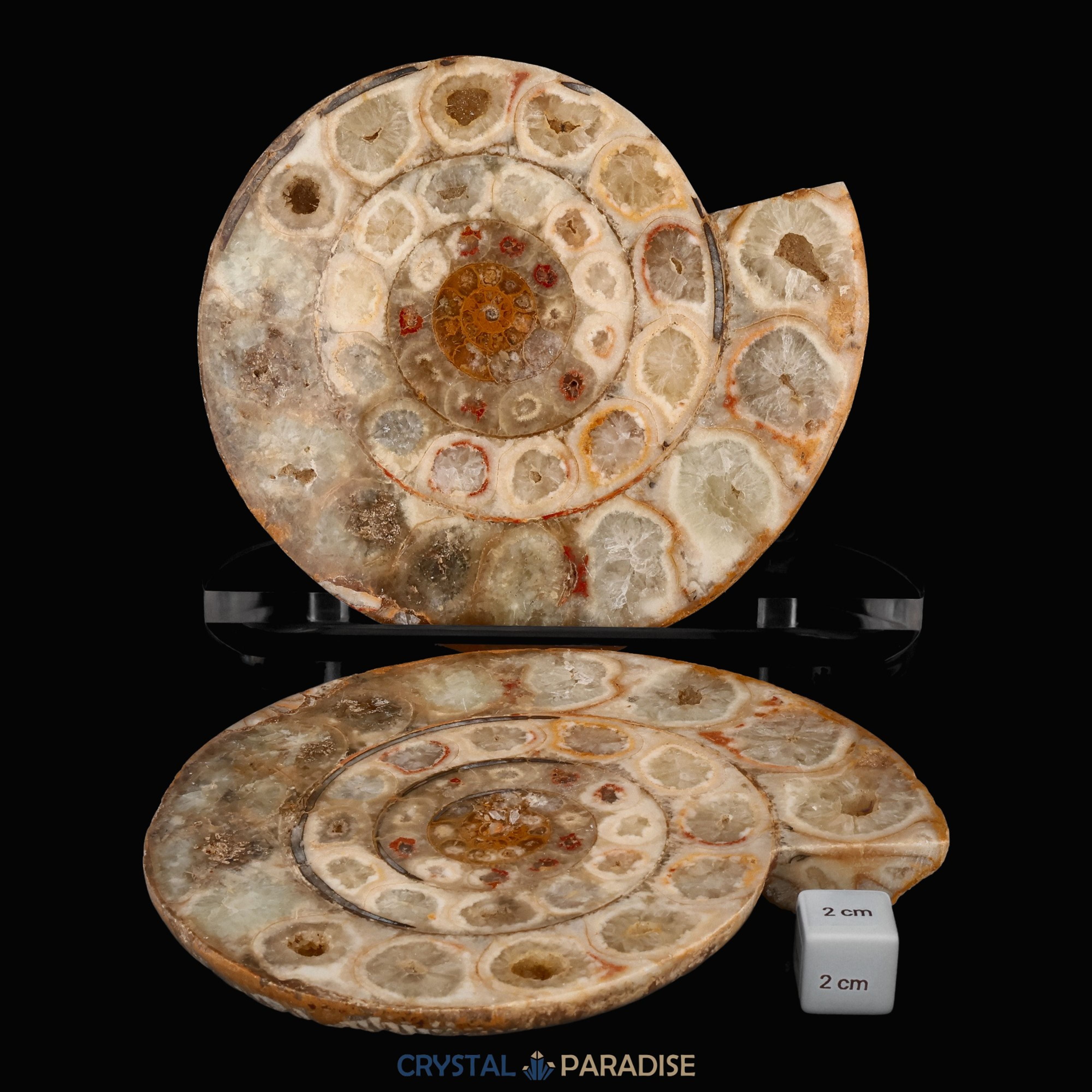 Ammonitenpaar aus Madagaskar (1367g) – Ansicht 5