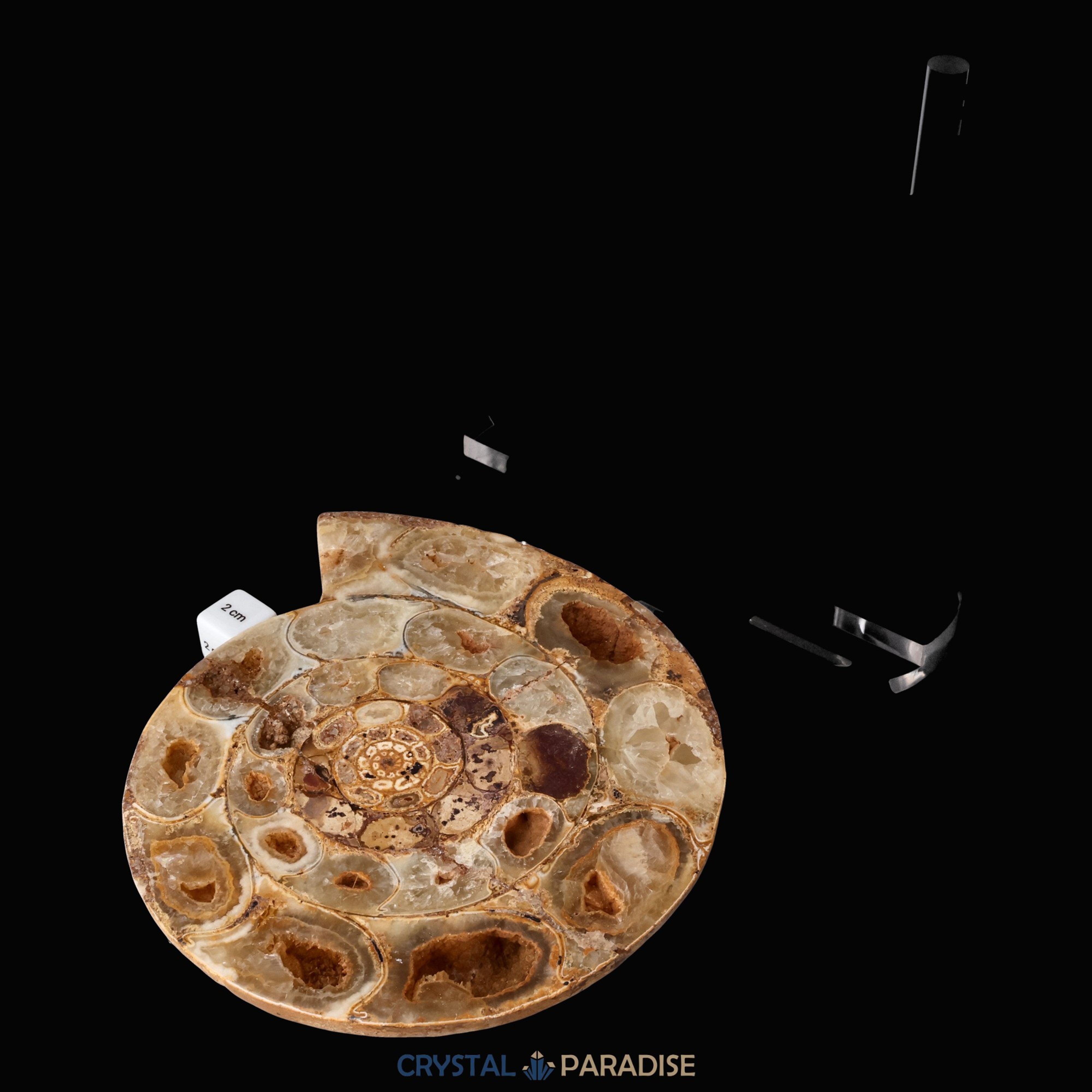 Ammonitenpaar aus Madagaskar (1999g) â Ansicht 6