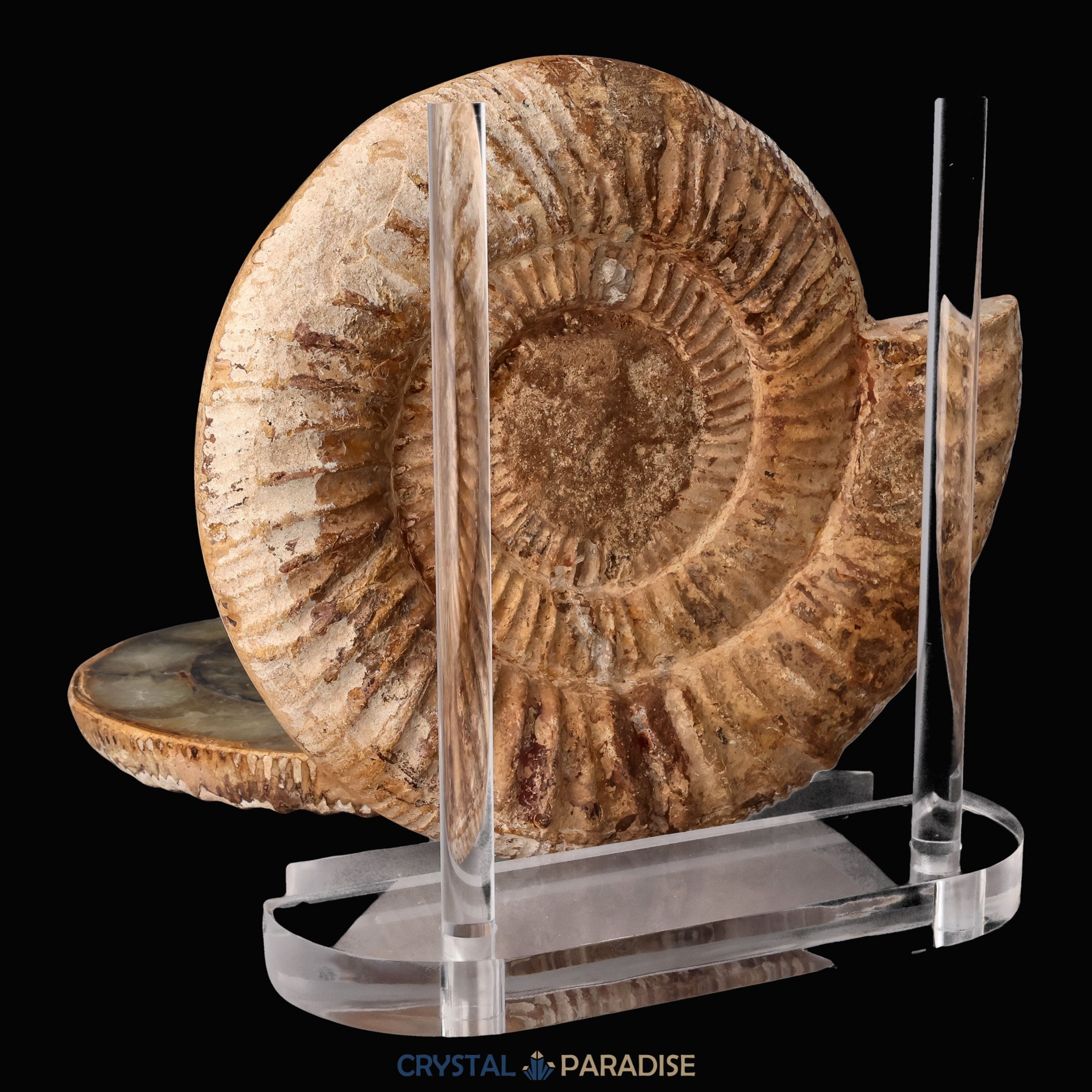 Ammonitenpaar aus Madagaskar (2668g) – Ansicht 7