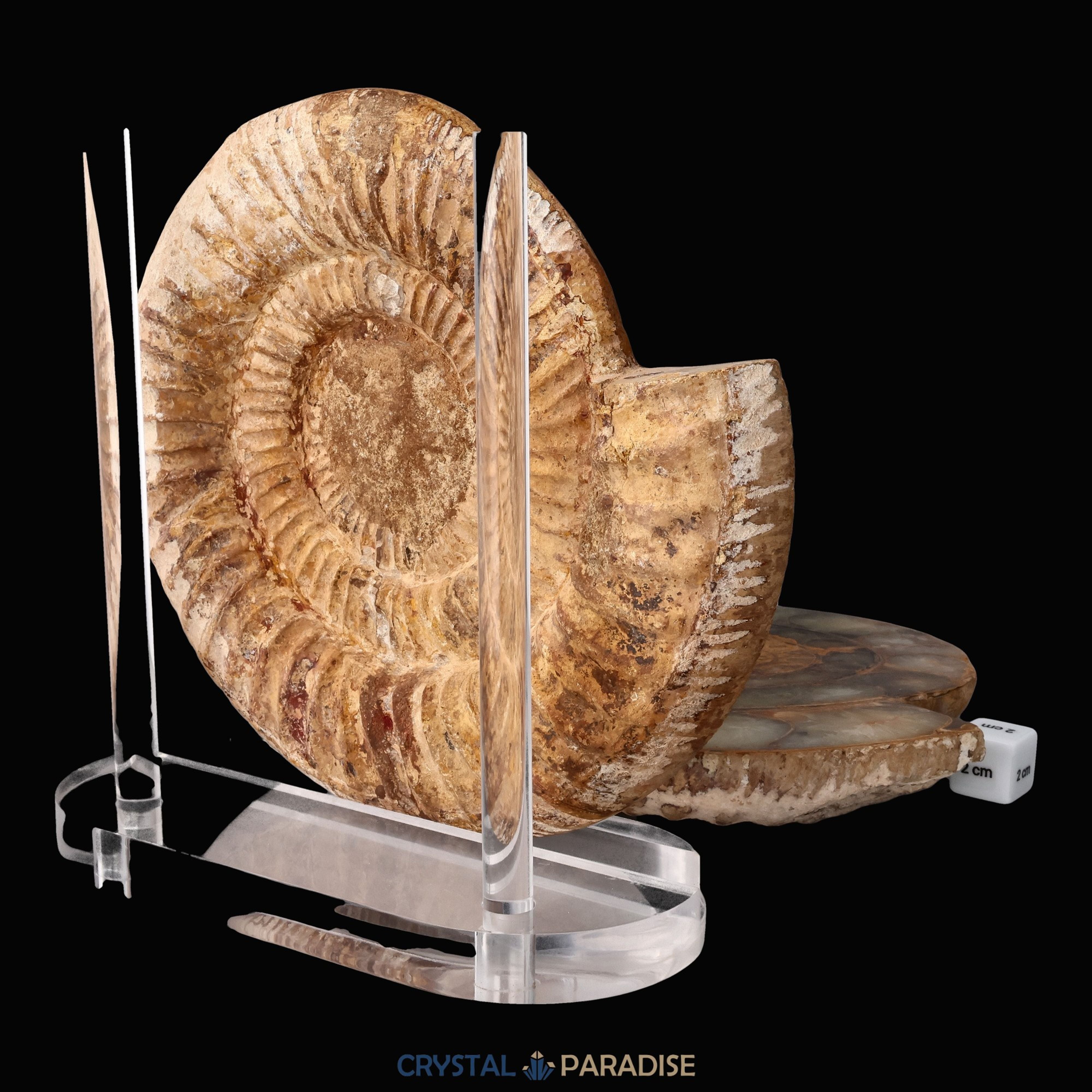 Ammonitenpaar aus Madagaskar (2668g) – Ansicht 8