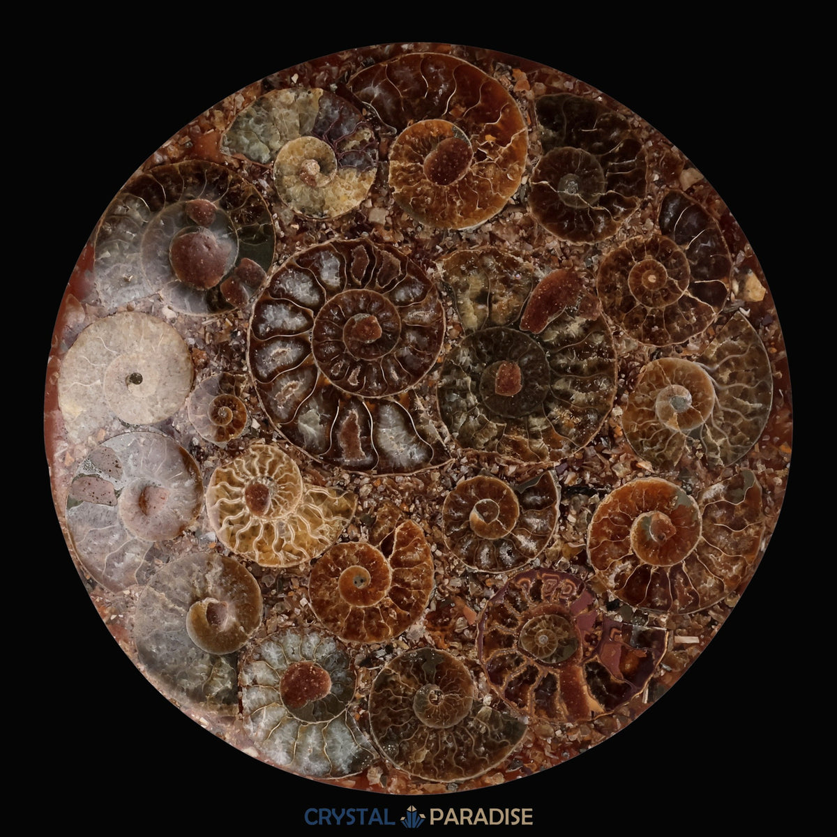 Ammonitenscheibe 12 cm aus Madagaskar – Ansicht 5