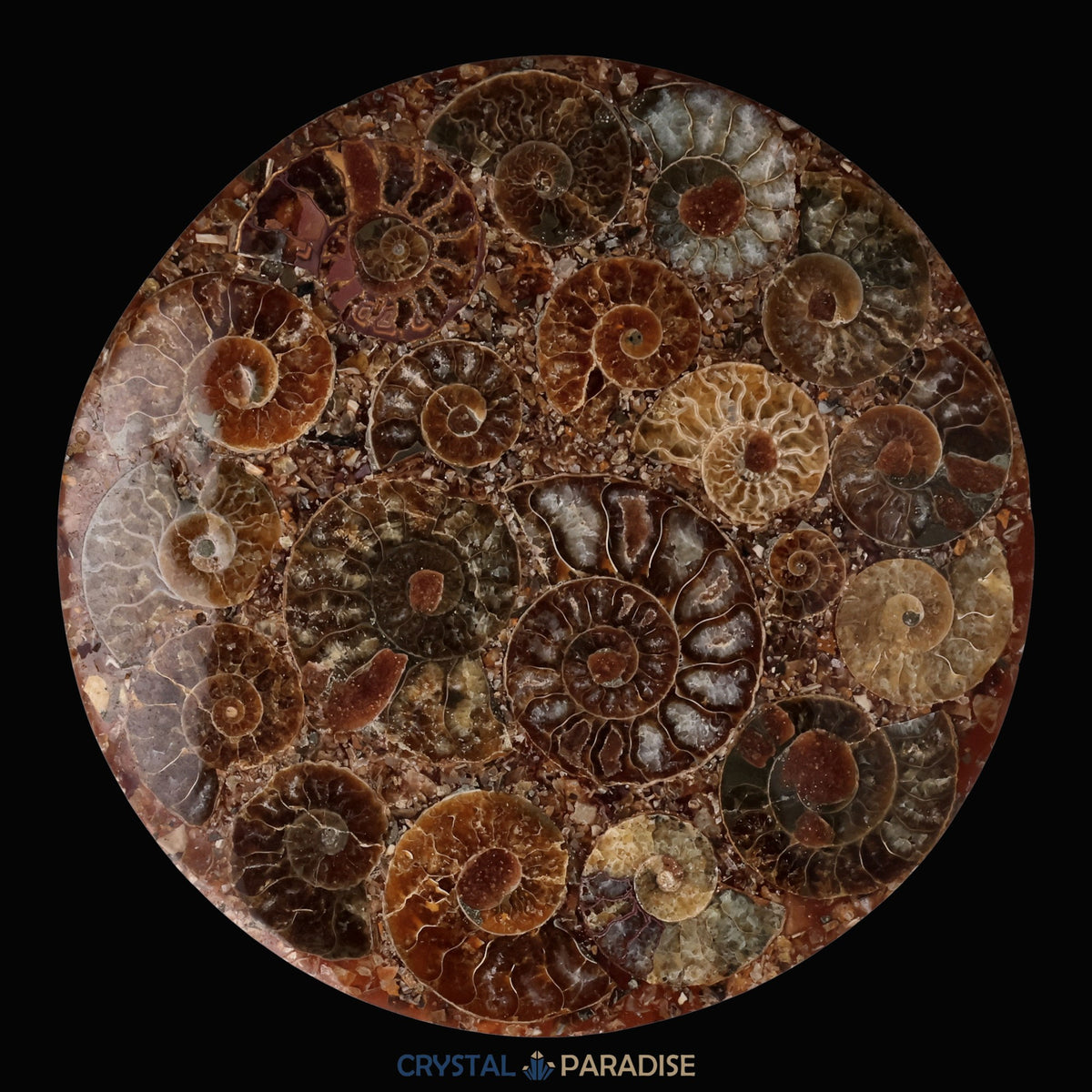Ammonitenscheibe 12 cm aus Madagaskar – Ansicht 8