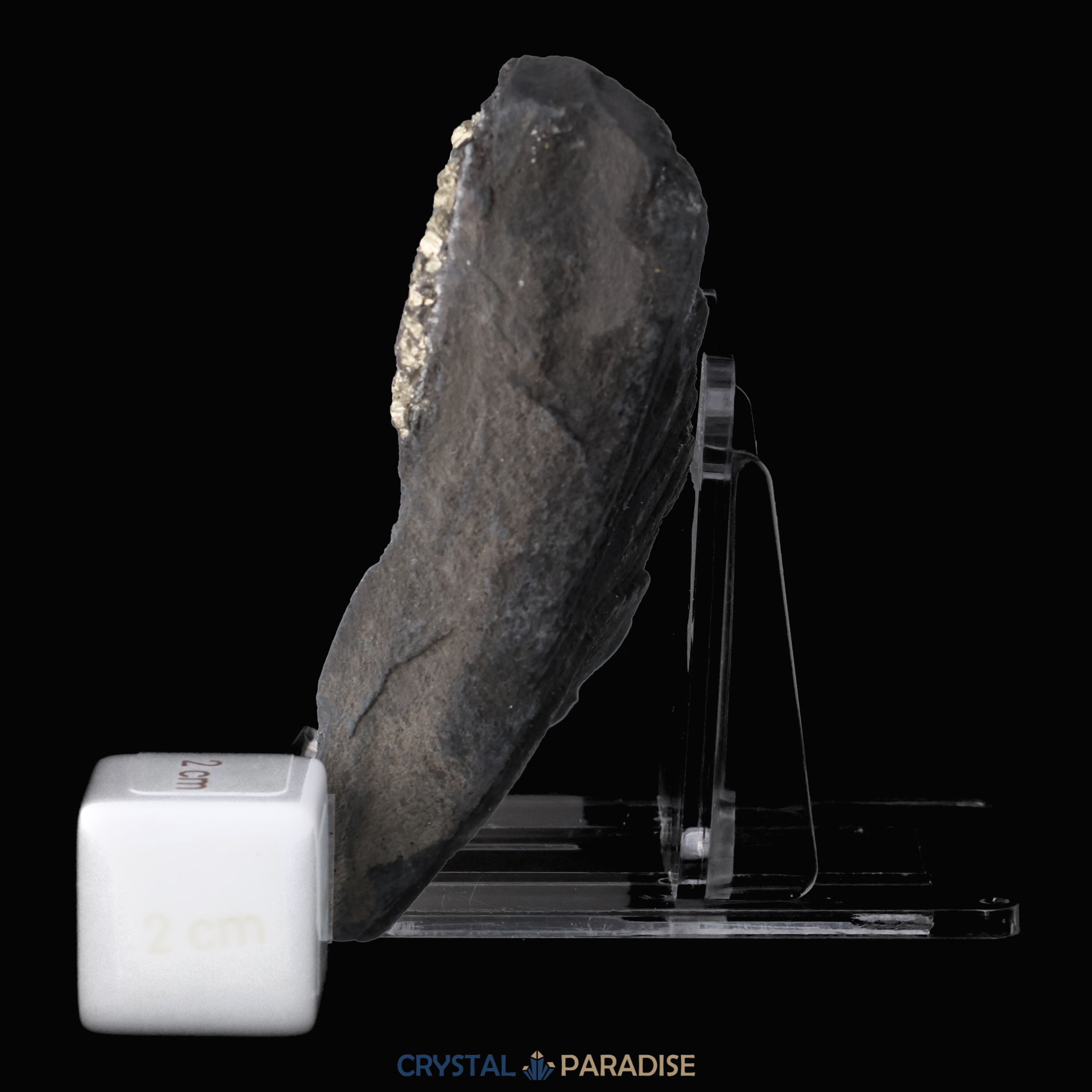 Pyrit auf Shungit aus Brasilien (188g) – Ansicht 5