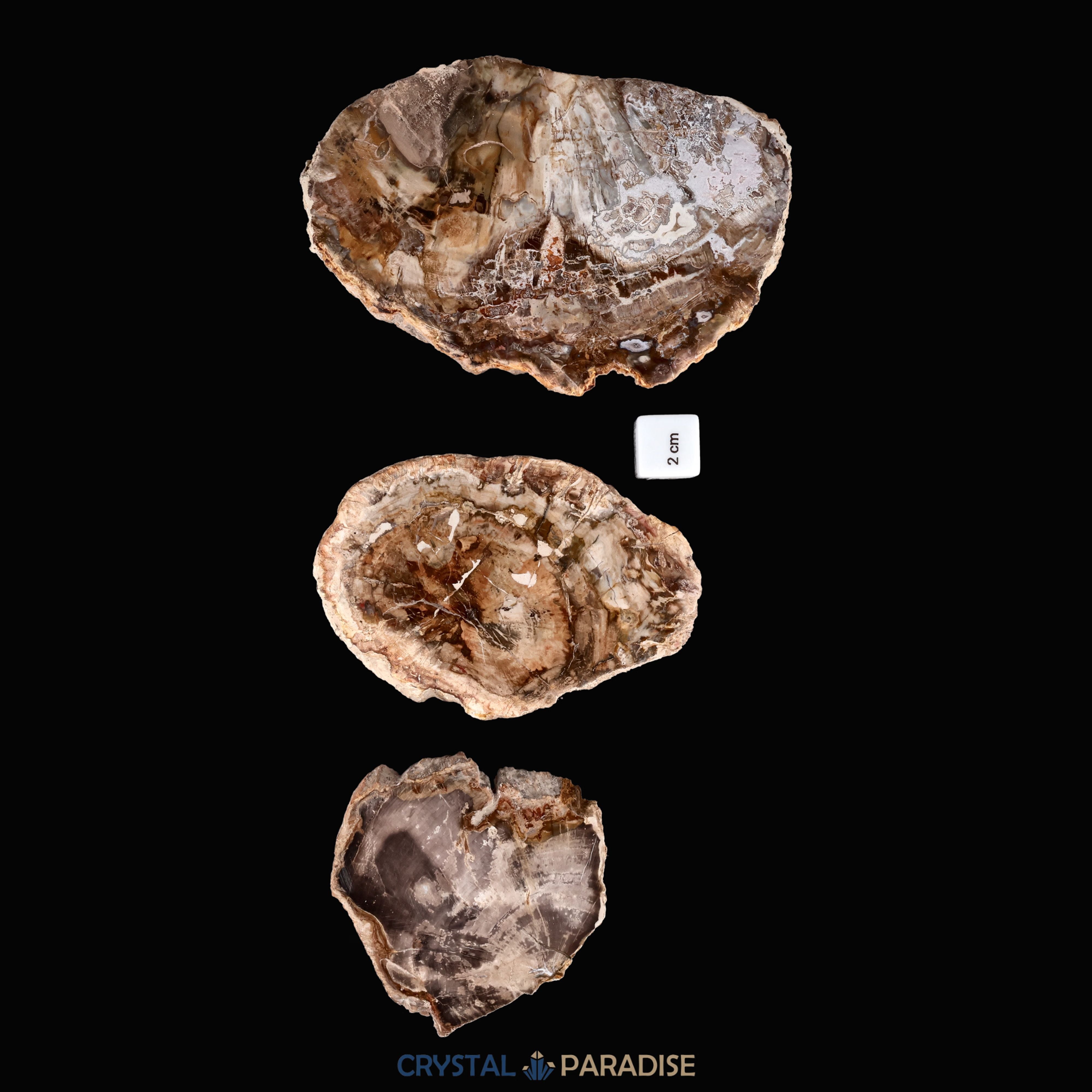 Versteinertes Holz Scheibe aus Madagaskar – Ansicht 10