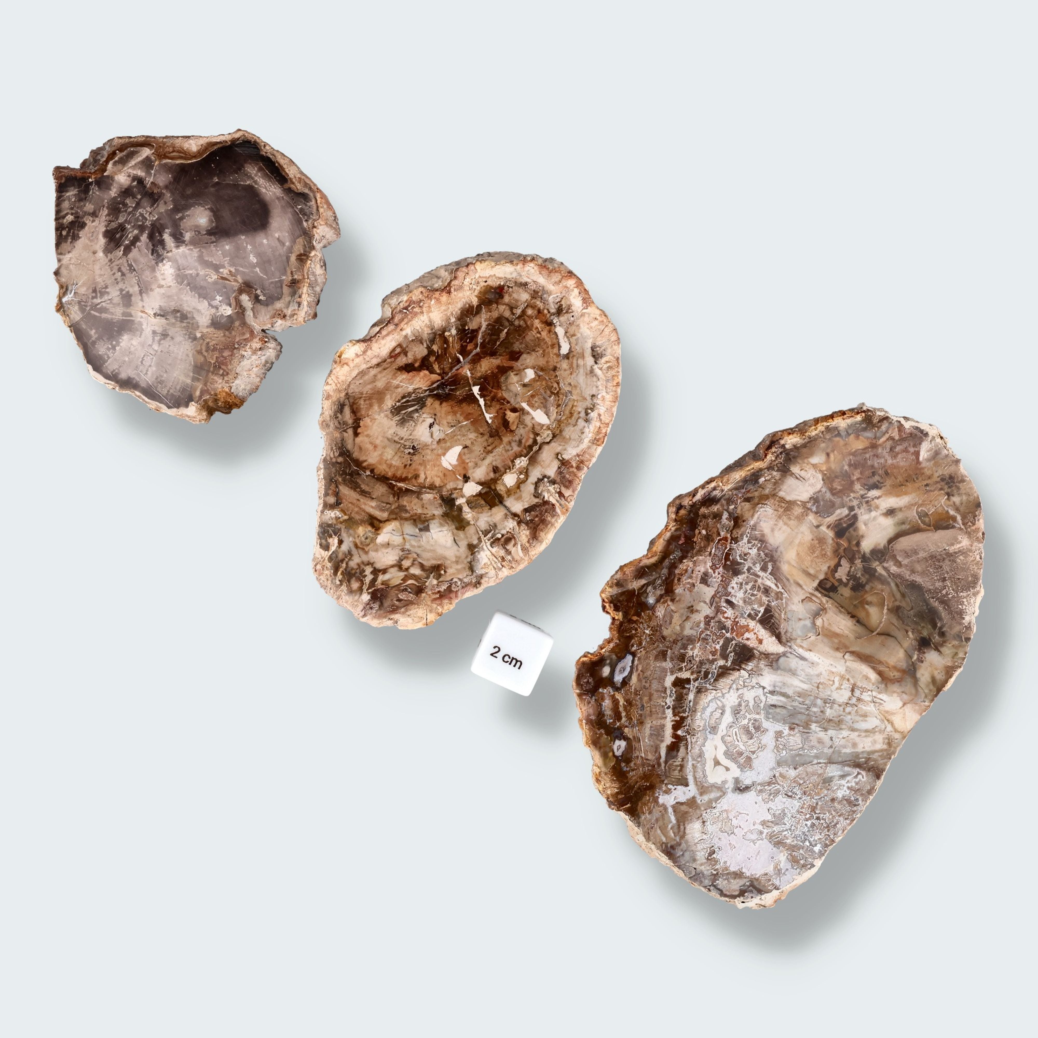 Versteinertes Holz Scheibe aus Madagaskar – Ansicht 3