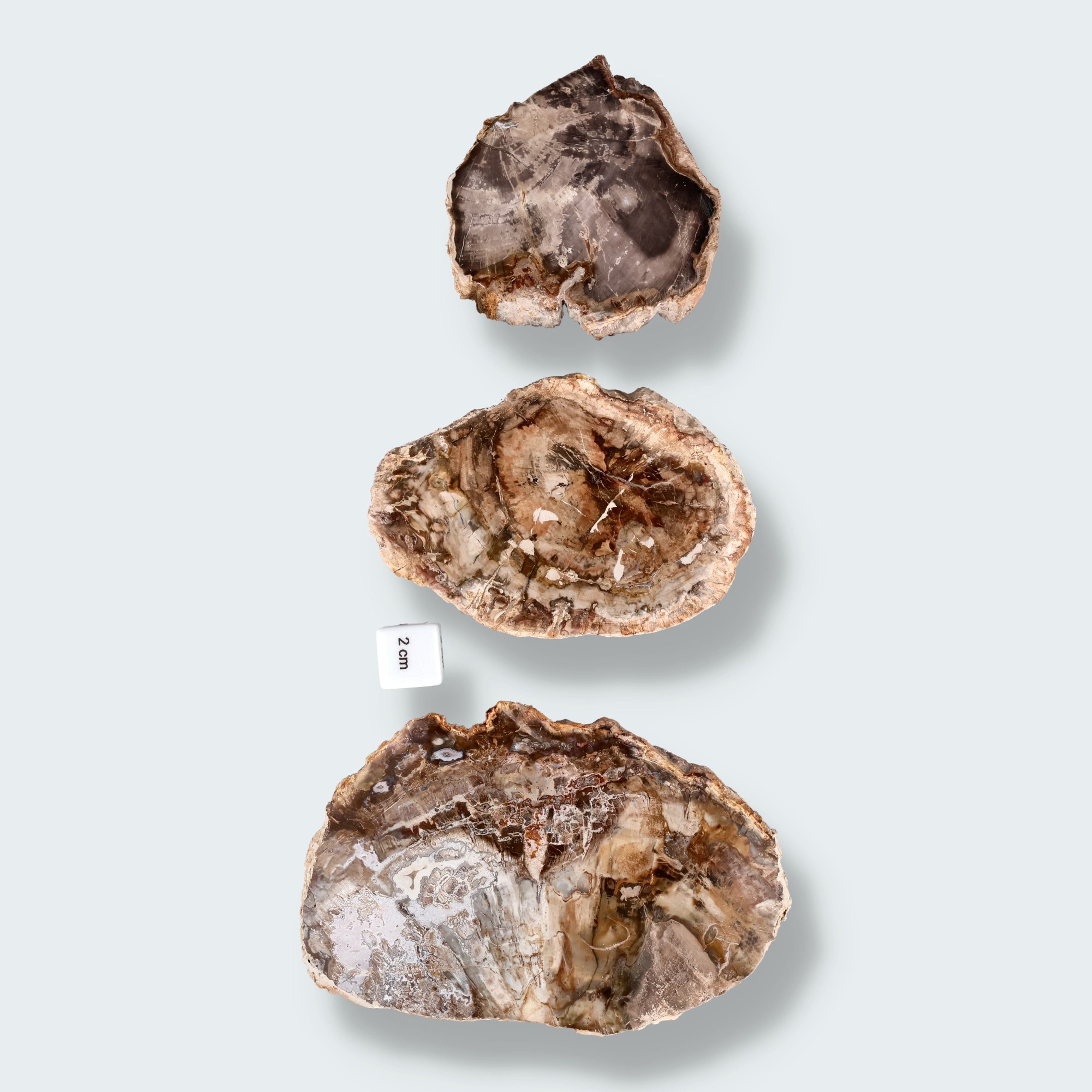 Versteinertes Holz Scheibe aus Madagaskar – Ansicht 4