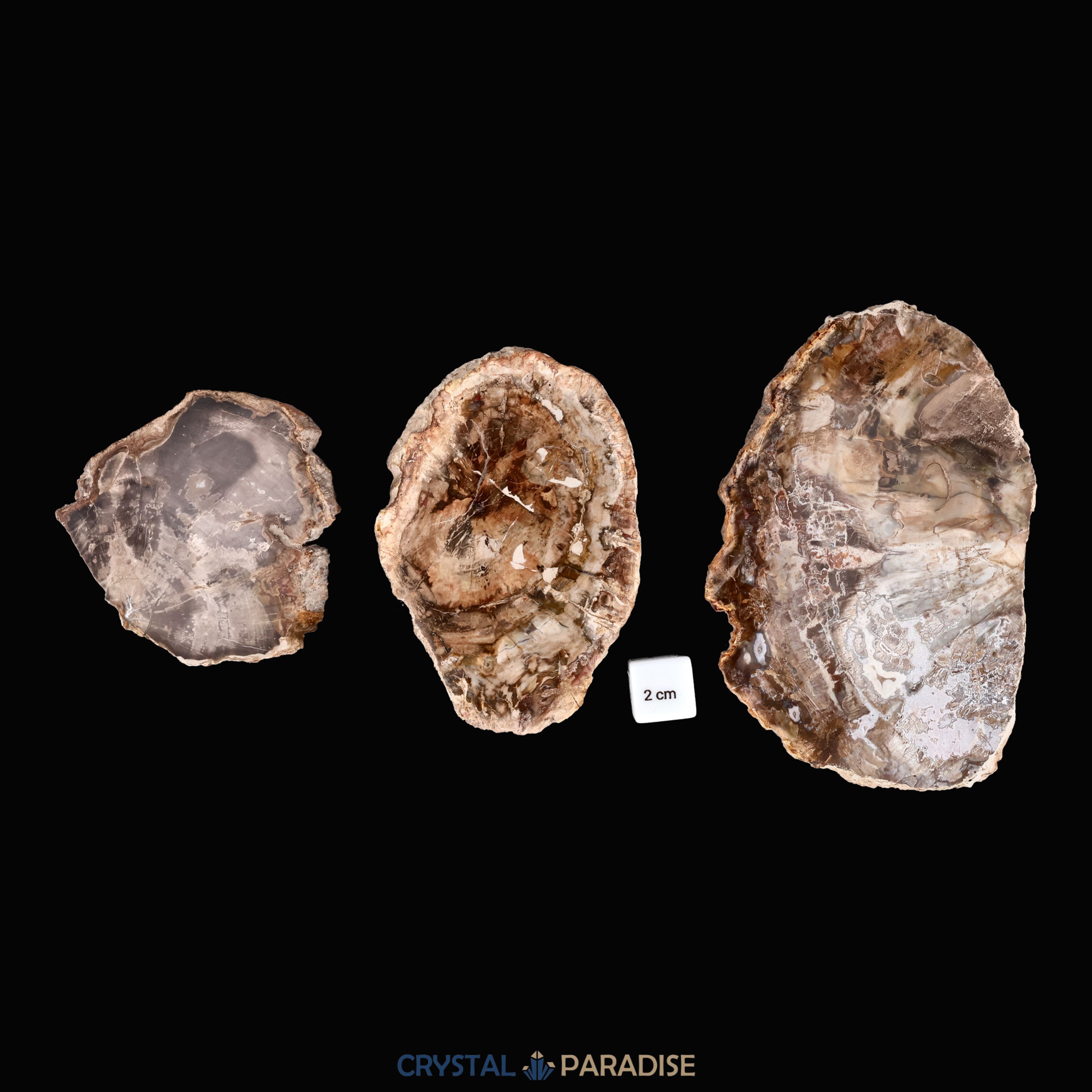 Versteinertes Holz Scheibe aus Madagaskar – Ansicht 5