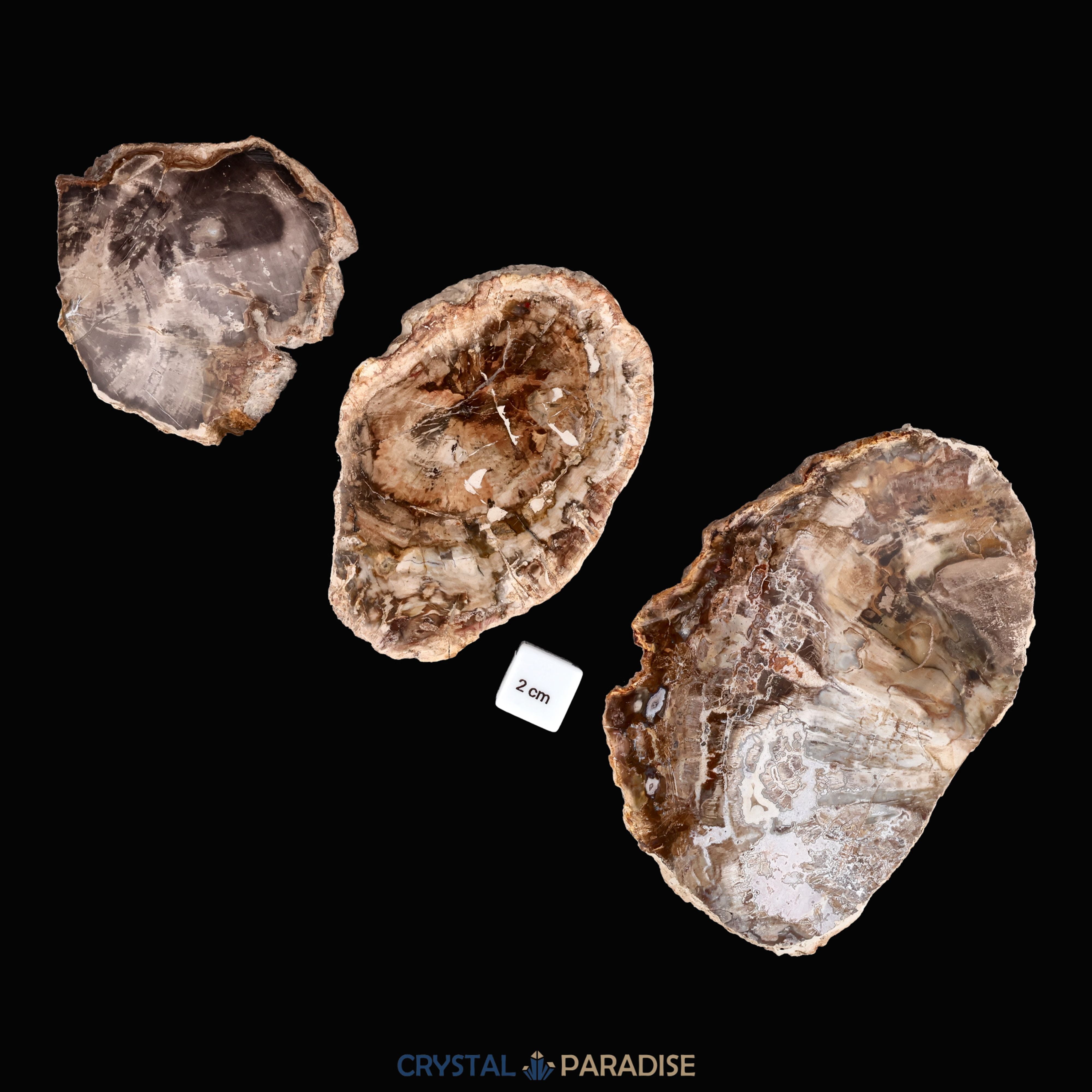 Versteinertes Holz Scheibe aus Madagaskar – Ansicht 6