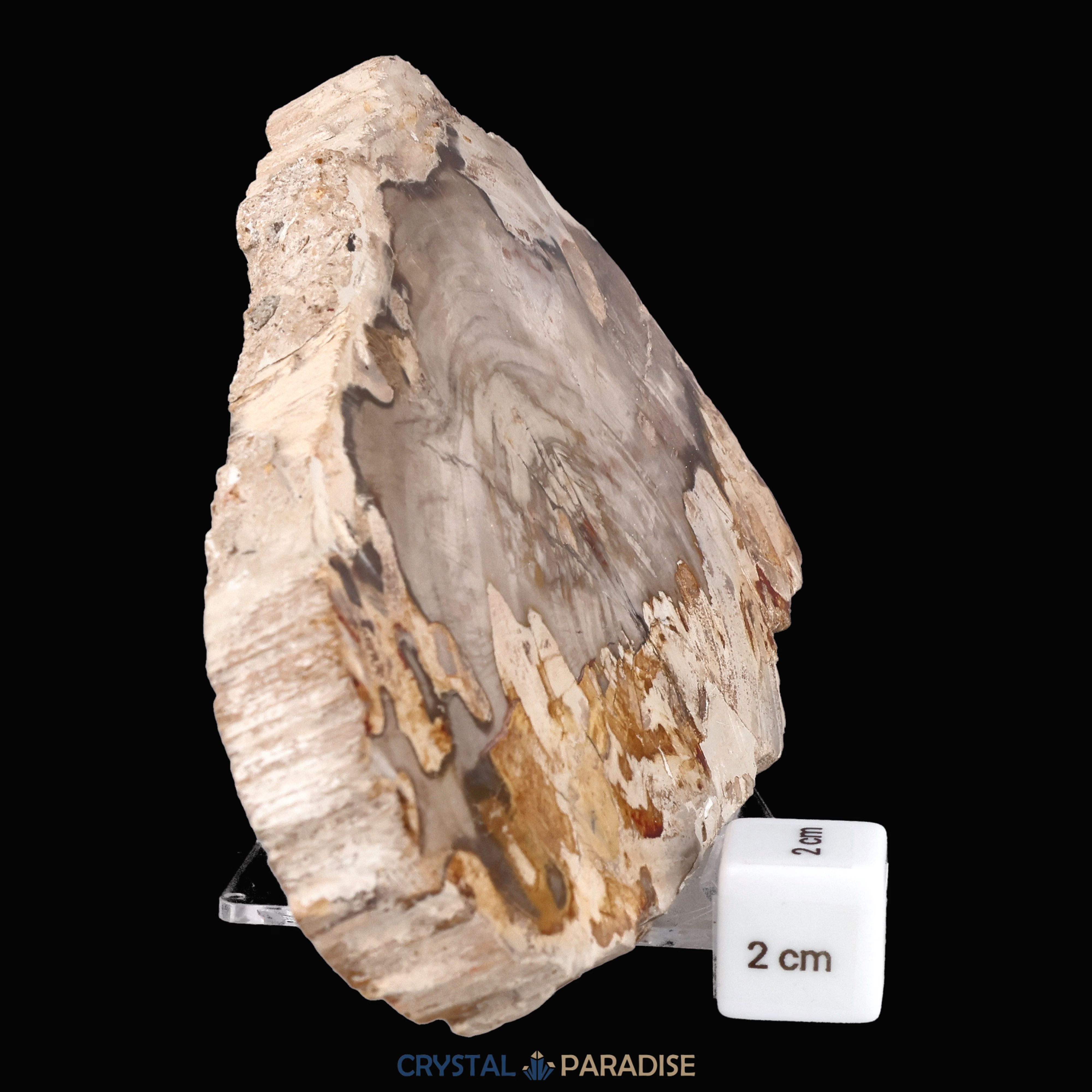 Versteinertes Holz Scheibe aus Madagaskar (793g) – Ansicht 10