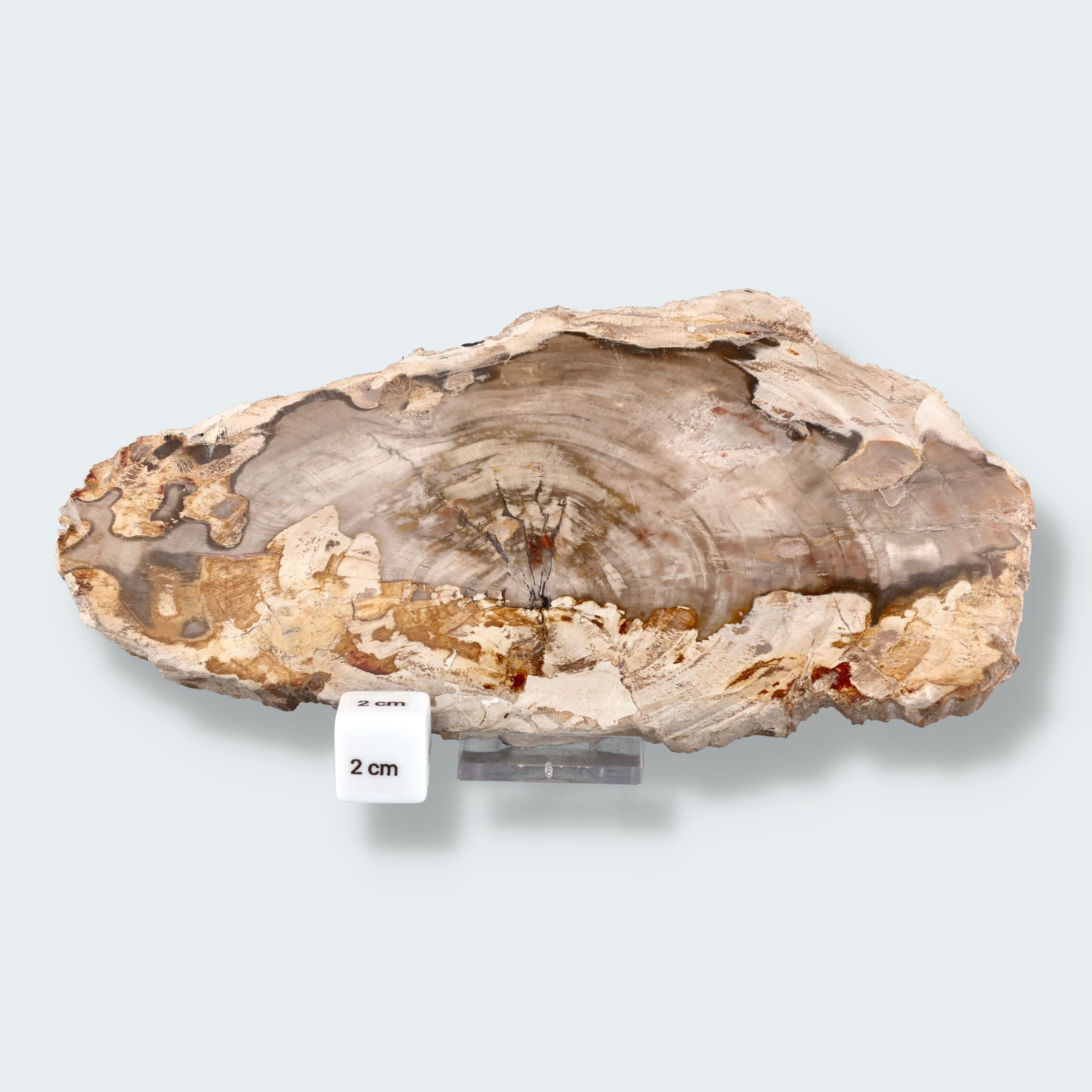 Versteinertes Holz Scheibe aus Madagaskar (793g) – Ansicht 2