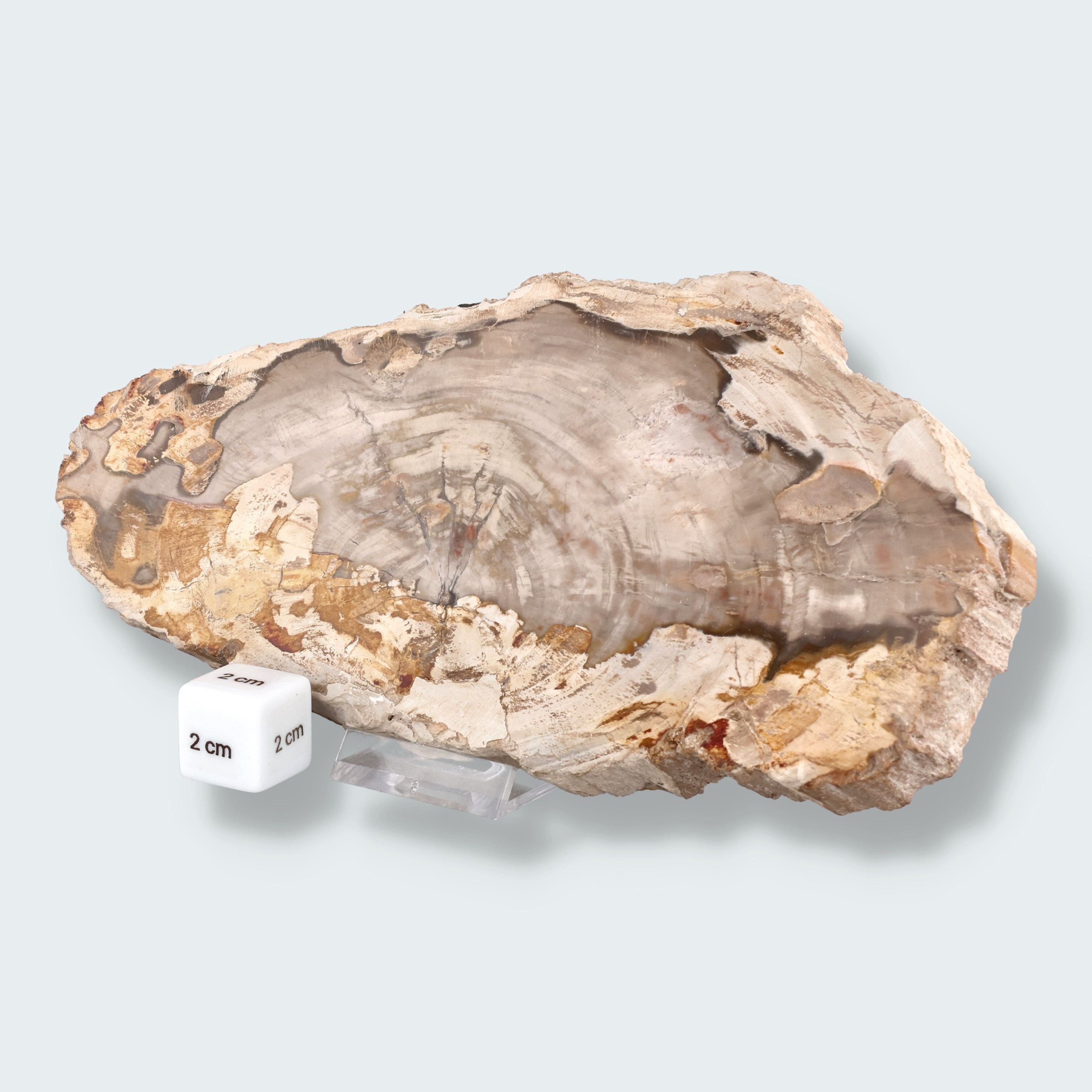 Versteinertes Holz Scheibe aus Madagaskar (793g) – Ansicht 3