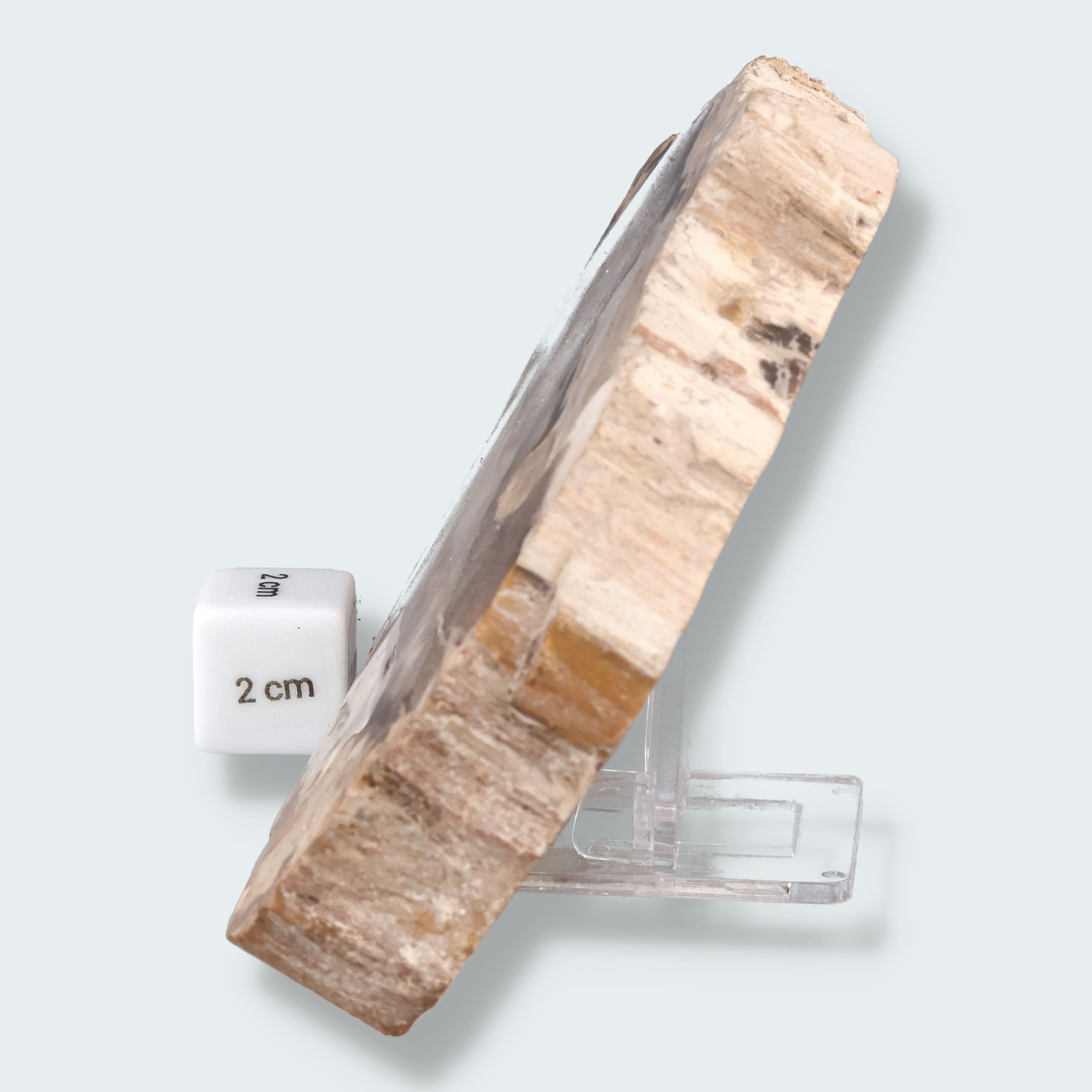 Versteinertes Holz Scheibe aus Madagaskar (793g) – Ansicht 4