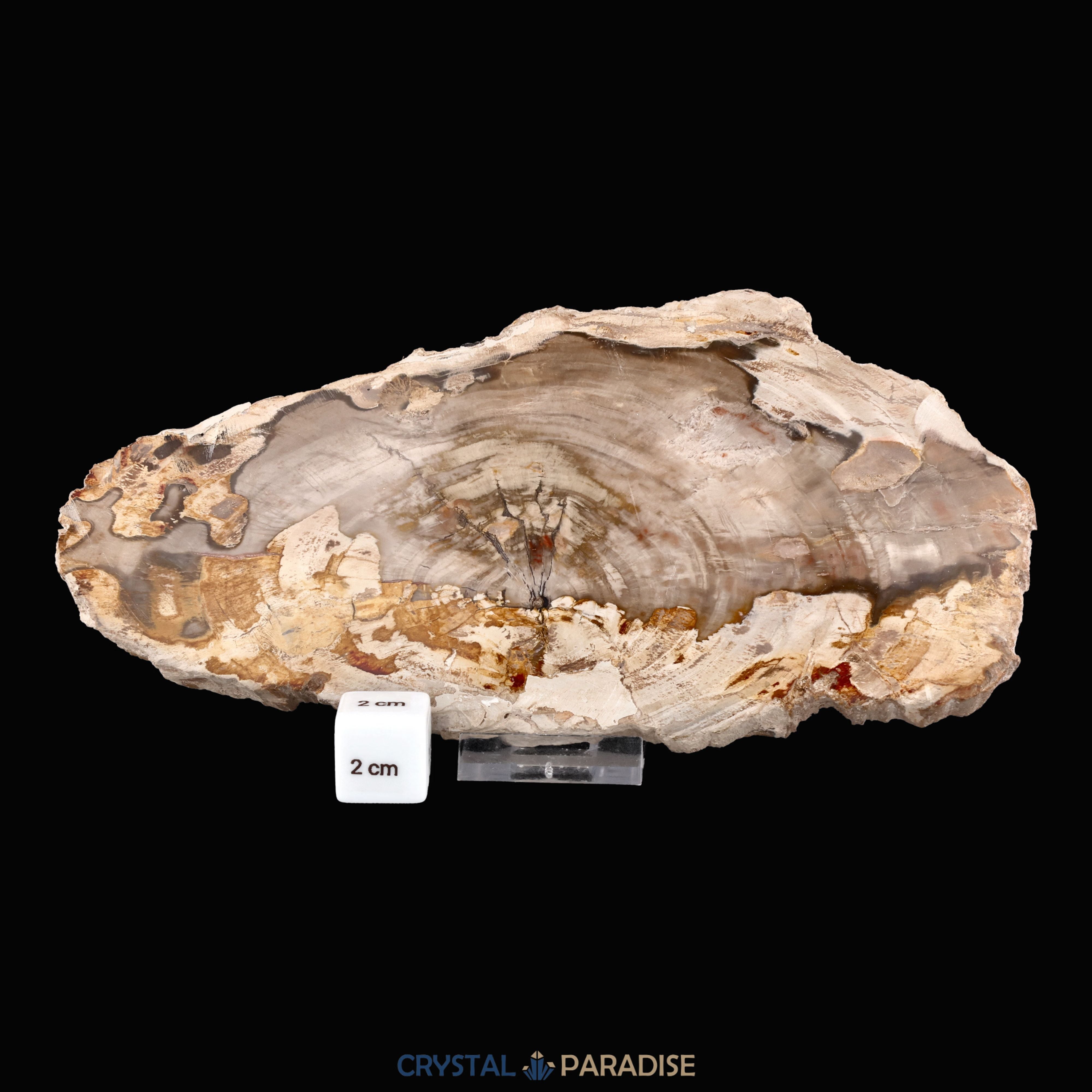 Versteinertes Holz Scheibe aus Madagaskar (793g) – Ansicht 5
