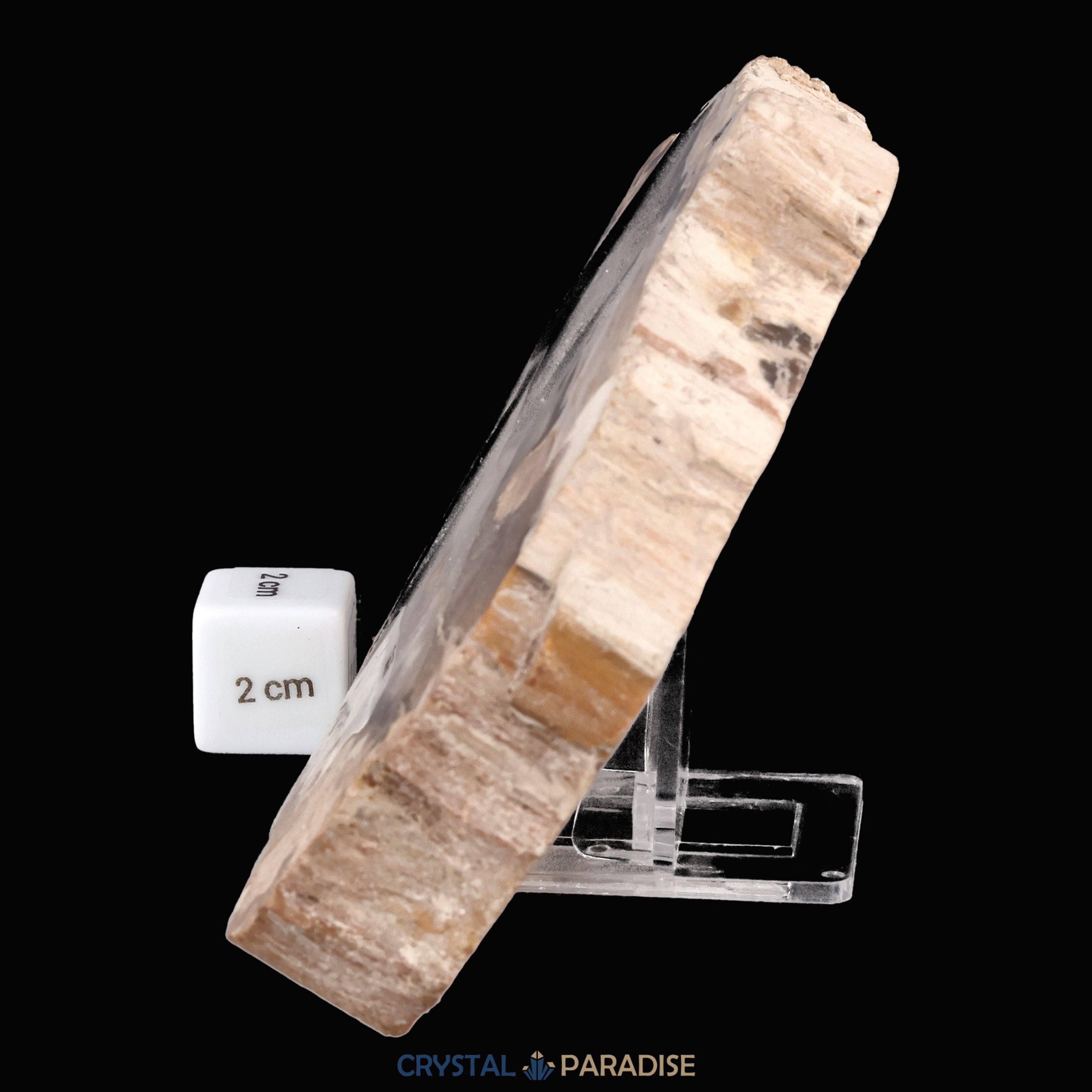 Versteinertes Holz Scheibe aus Madagaskar (793g) – Ansicht 7