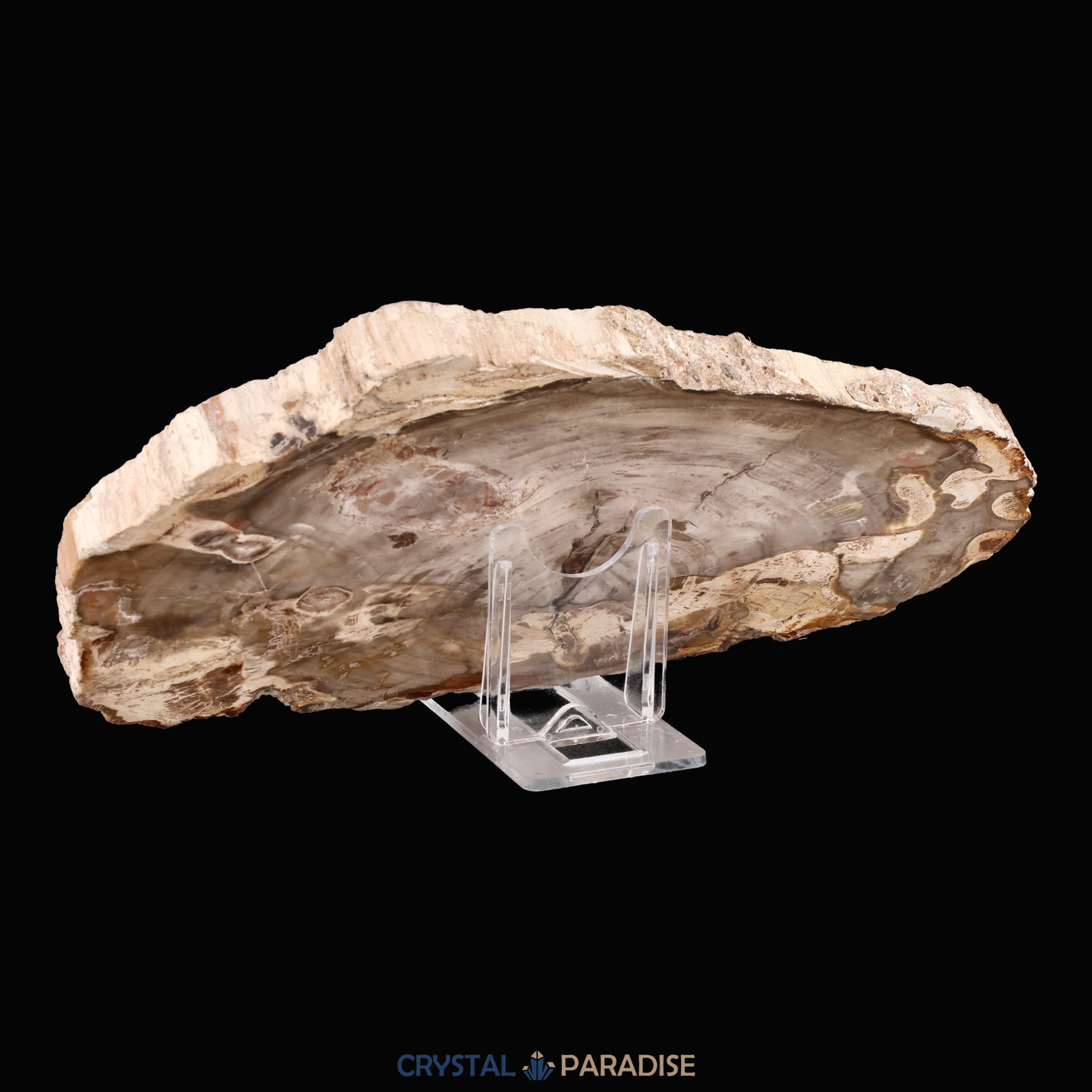 Versteinertes Holz Scheibe aus Madagaskar (793g) – Ansicht 8