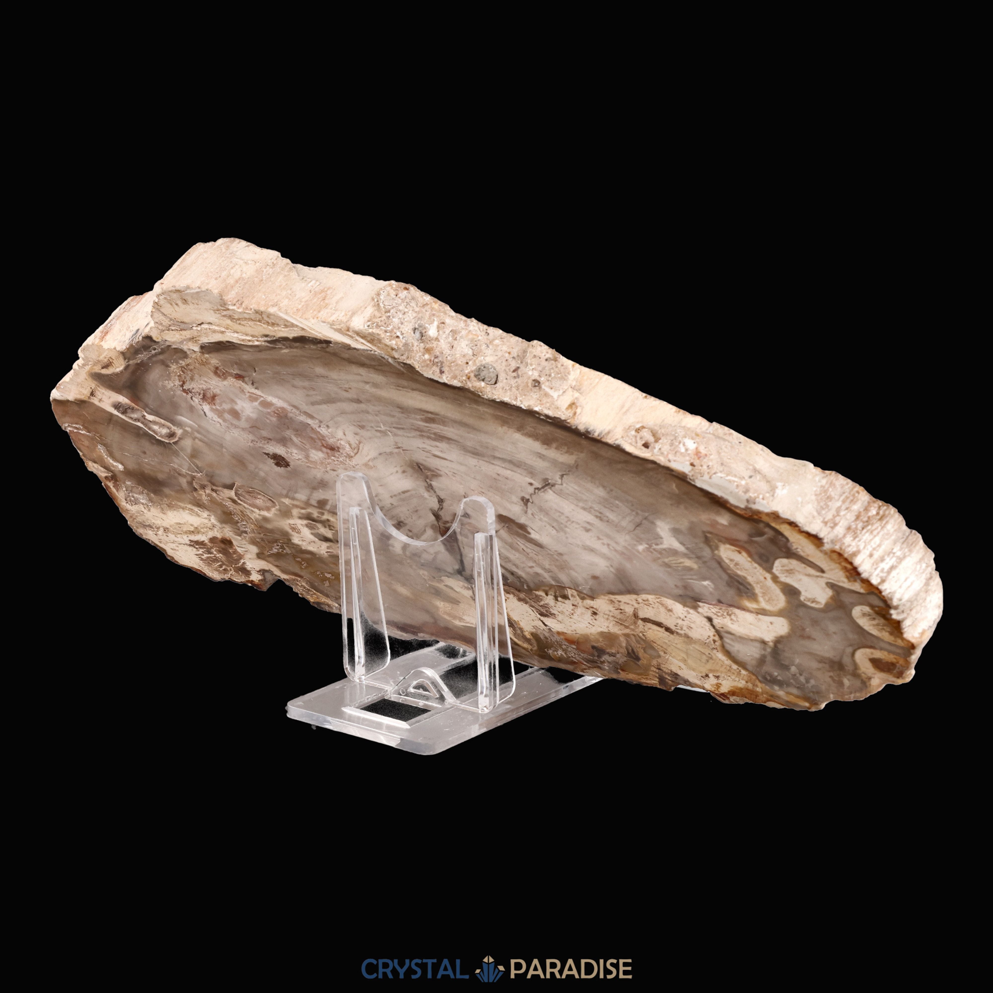 Versteinertes Holz Scheibe aus Madagaskar (793g) – Ansicht 9