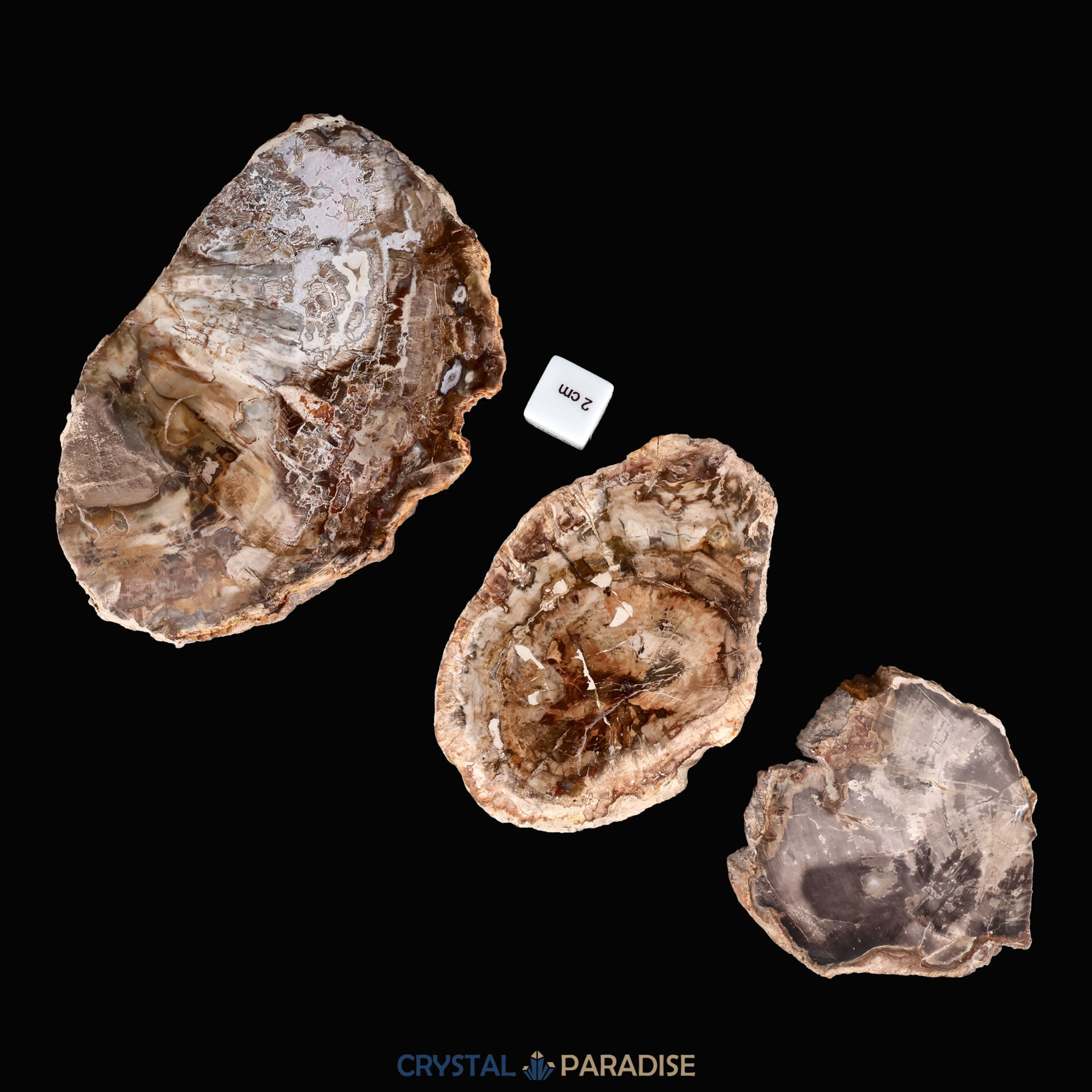Versteinertes Holz Scheibe aus Madagaskar – Ansicht 9