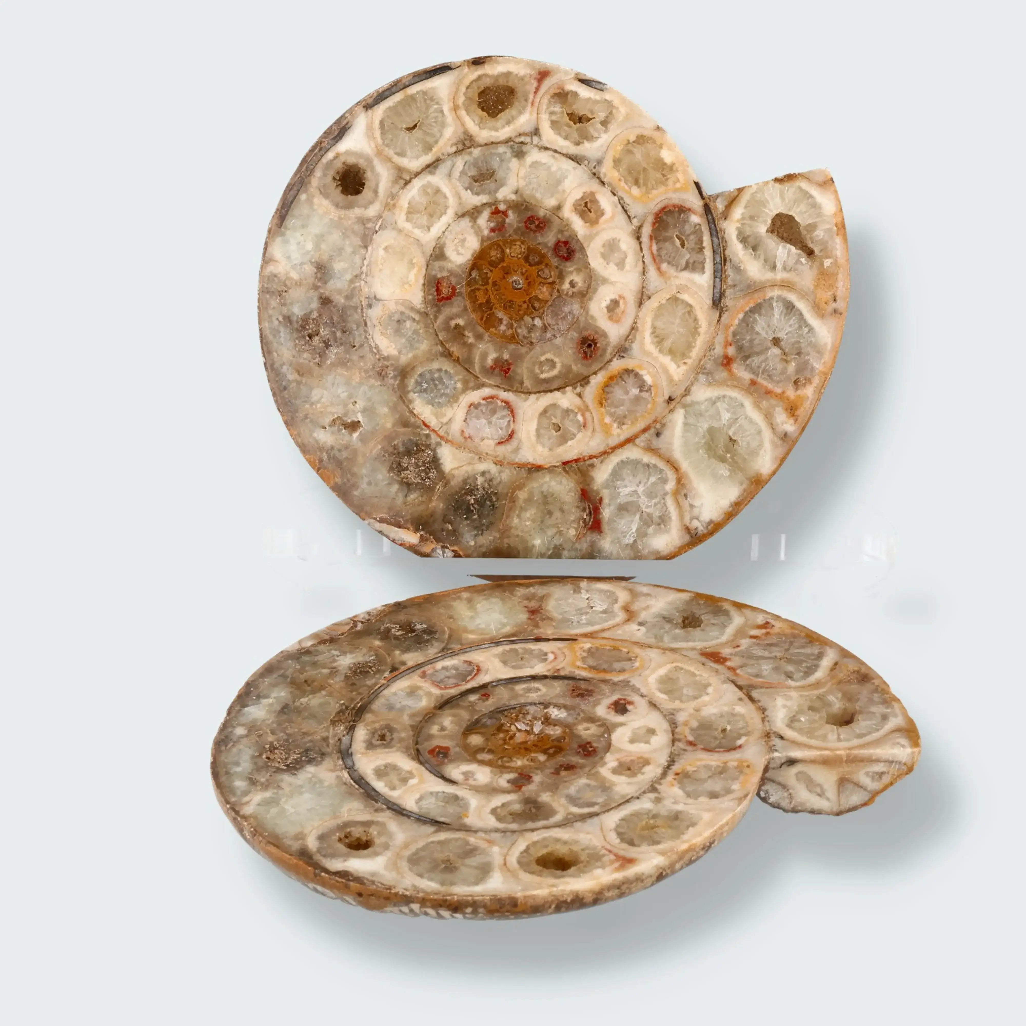 Ammonitenpaar aus Madagaskar (1367g)