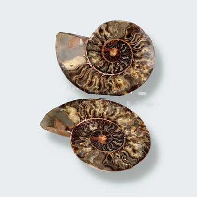 Ammonitenpaar aus Madagaskar (2023g)