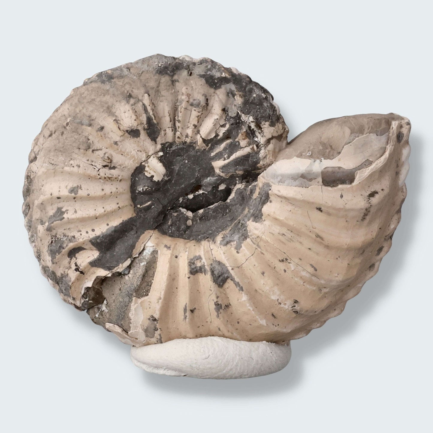 Ammonit aus der Oberpfalz 16g