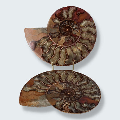 Ammonitenpaar aus Madagaskar (1130g)