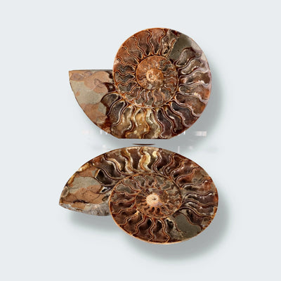 Ammonitenpaar aus Madagaskar (1428g)