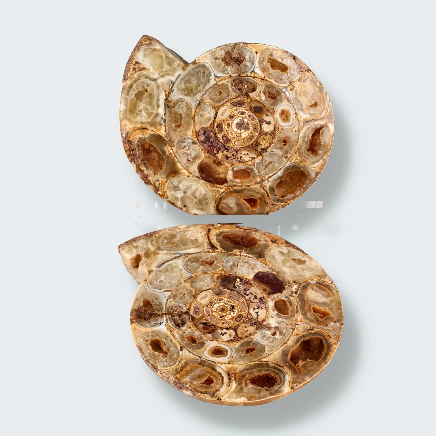 Ammonitenpaar aus Madagaskar (1999g)