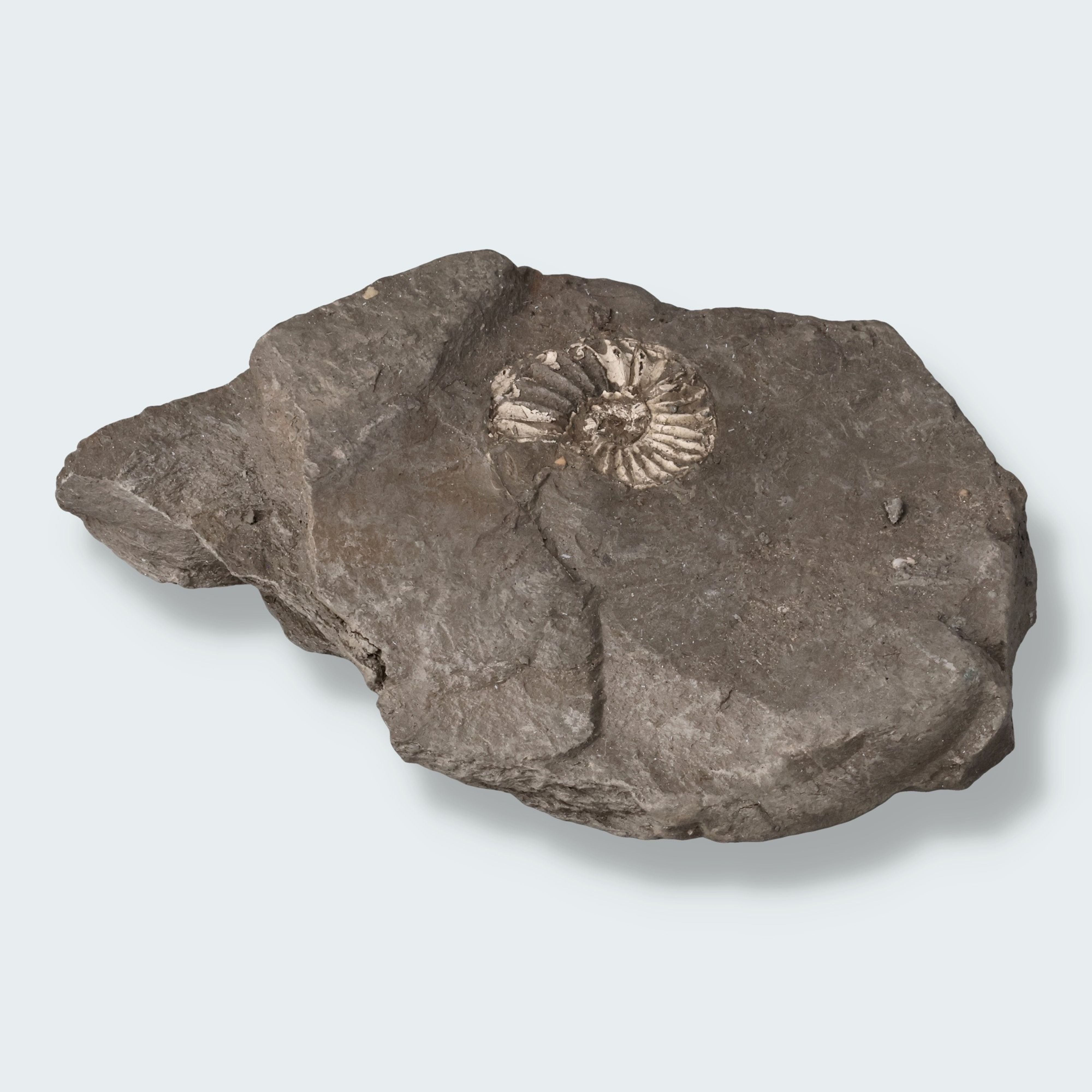 Ammonit aus der Oberpfalz (206g)