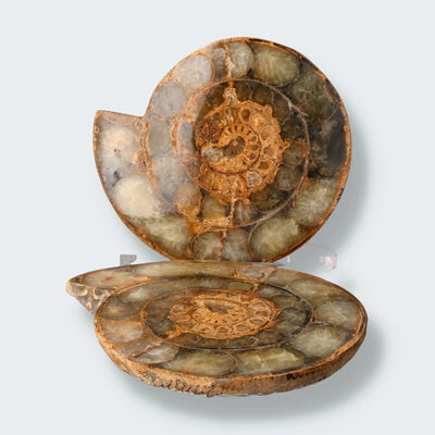 Ammonitenpaar aus Madagaskar (2668g)