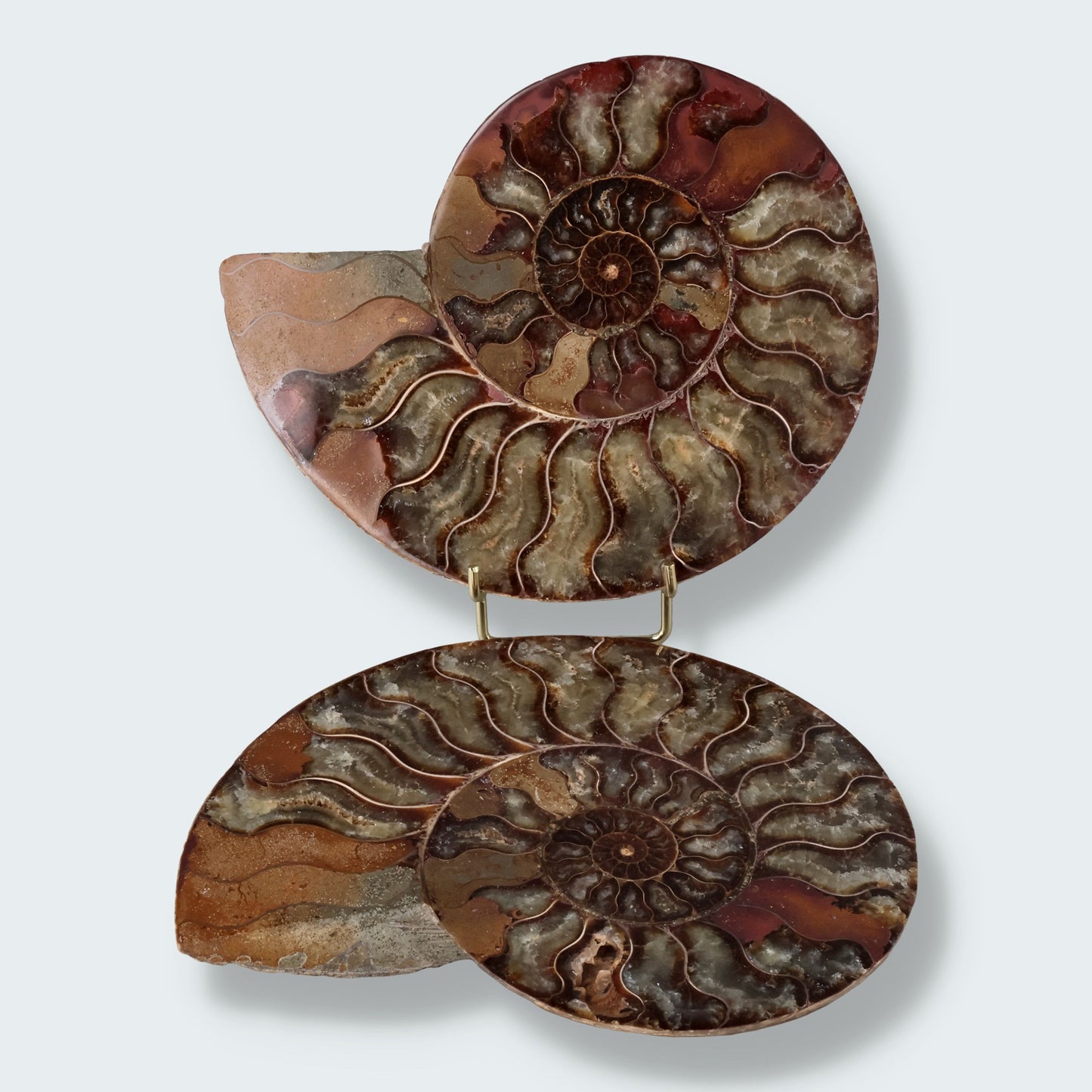 Ammonitenpaar aus Madagaskar (1130g)