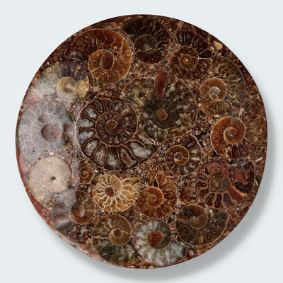 Ammonitenscheibe 12 cm aus Madagaskar