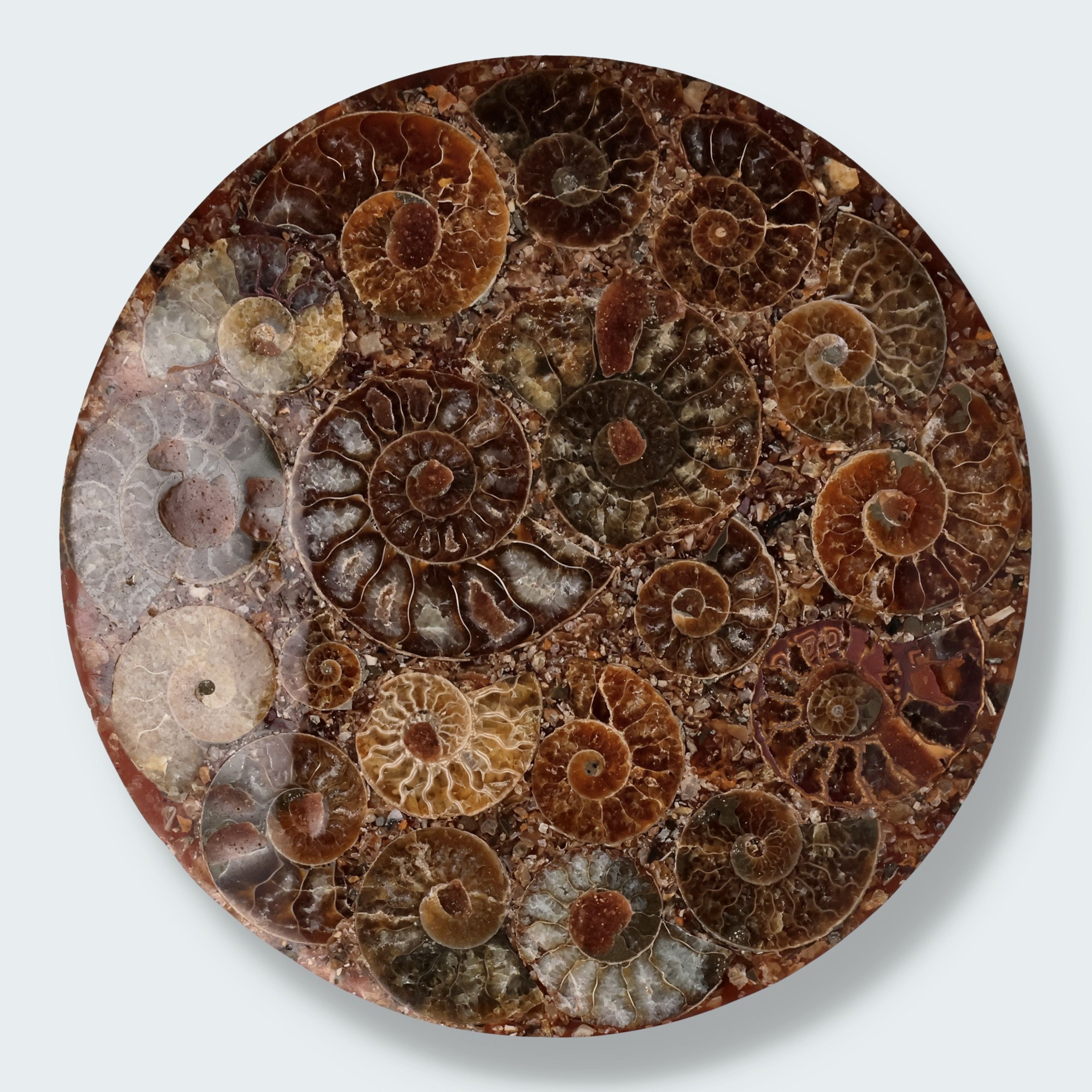 Ammonitenscheibe 12 cm aus Madagaskar