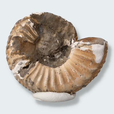 Ammonit aus der Oberpfalz 22g