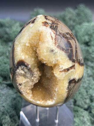 Septarie