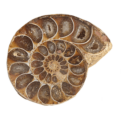 Fossilien