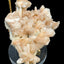 Stilbite cluster specimen on zeolite from India (164g) - many large crystals 