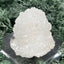 Apophyllit Stufe aus Indien (59g) - viele Kristalle in Igelform - crystal paradise