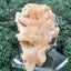 Stilbit Cluster Stufe auf Zeolith aus Indien (77g) - viele grosse Kristalle - crystal paradise