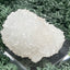 Apophyllit Stufe aus Indien (59g) - viele Kristalle in Igelform - crystal paradise