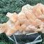 Stilbit Cluster Stufe auf Zeolith aus Indien (77g) - viele grosse Kristalle - crystal paradise