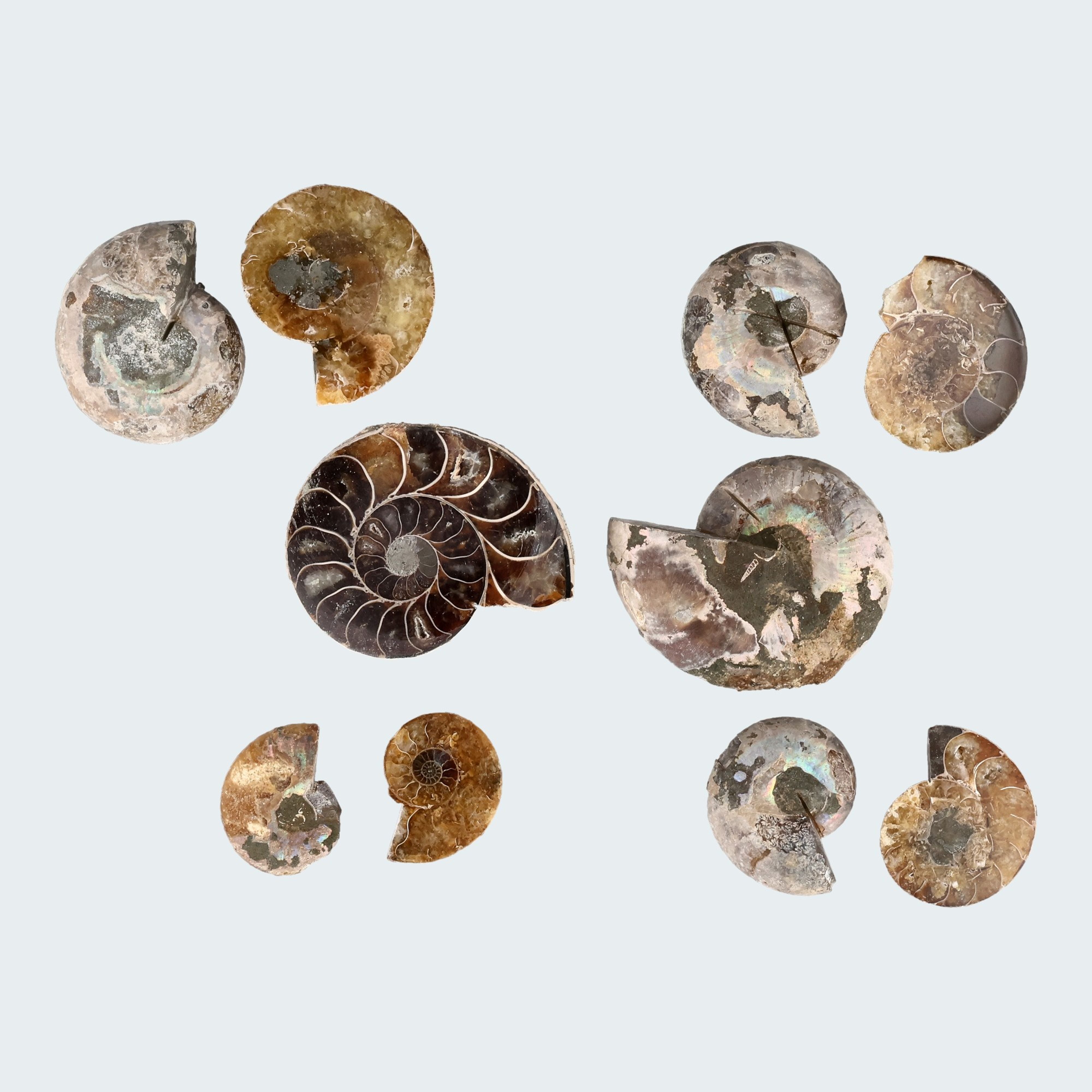 Ammoniten Paar aus Madagaskar poliert