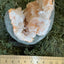 Heulandit / Euzeolit Geode aus Maharashtra, Nashik pune, Indien (477g)