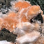 Thomsonit aus Indien (236g) - Handstufe - leuchtend orange Farbe, viele schöne Kugelbildung auf Muttergestein - crystal paradise