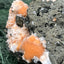 Thomsonit aus Indien (638g) - Stufe - leuchtend orange Farbe auf Muttergestein - crystal paradise