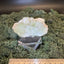 Apophyllite Stilbite Cluster from India (78g)