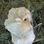 Apophyllite Stilbite Cluster from India (78g)