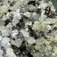 Prehnit  und Quarz Handstufe aus Hubei, China (290g) - hellgrüne Kristalle - crystal paradise